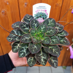 Primulina sinovietnamica 'VELVET MIST' - výška 5 cm, ⌀ 10-15 cm, kont. C1L